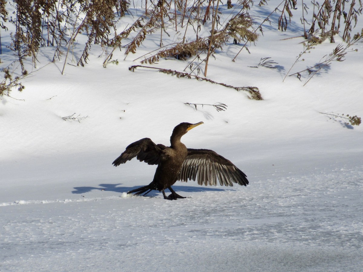 Cormoran à aigrettes - ML646417221