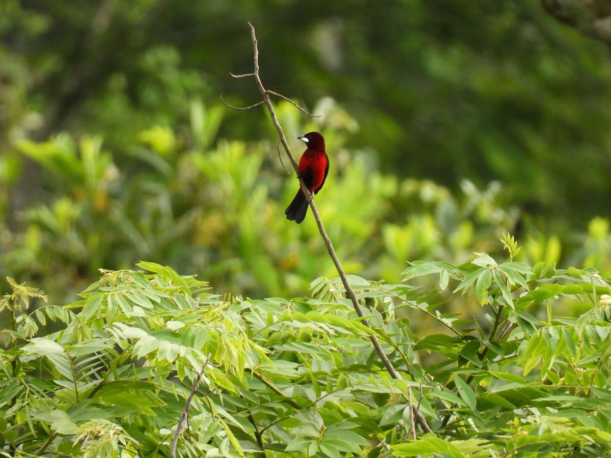 Crimson-backed Tanager - ML646417223
