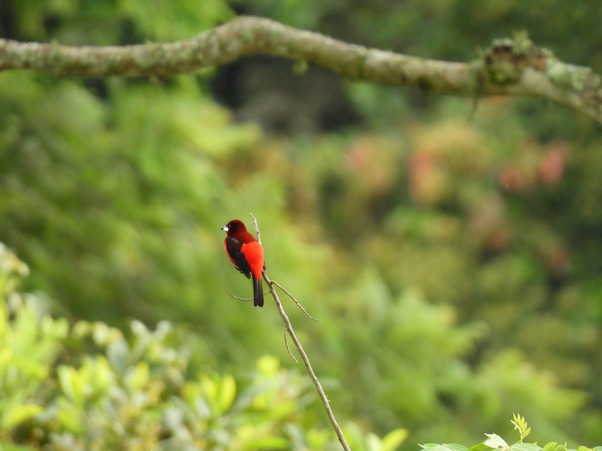 Crimson-backed Tanager - ML646417224