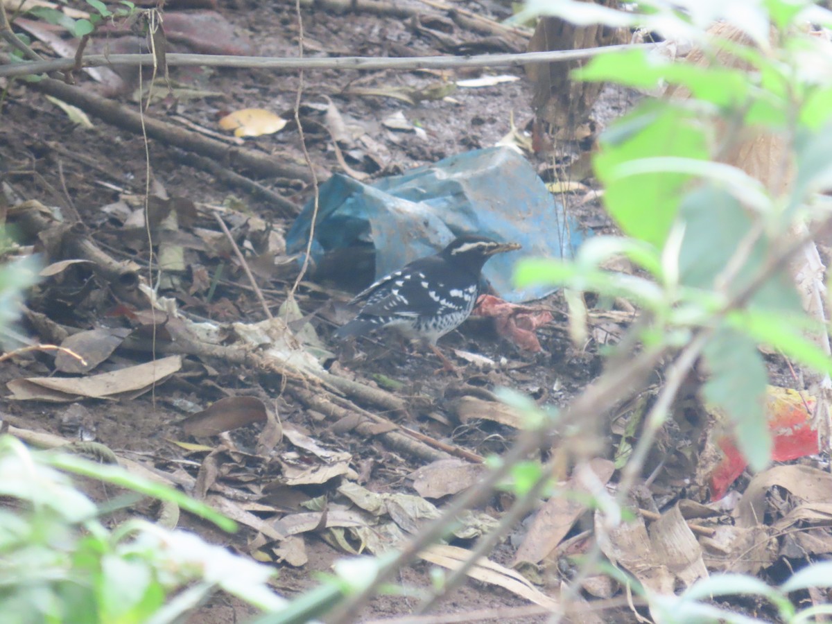 Pied Thrush - ML646417225