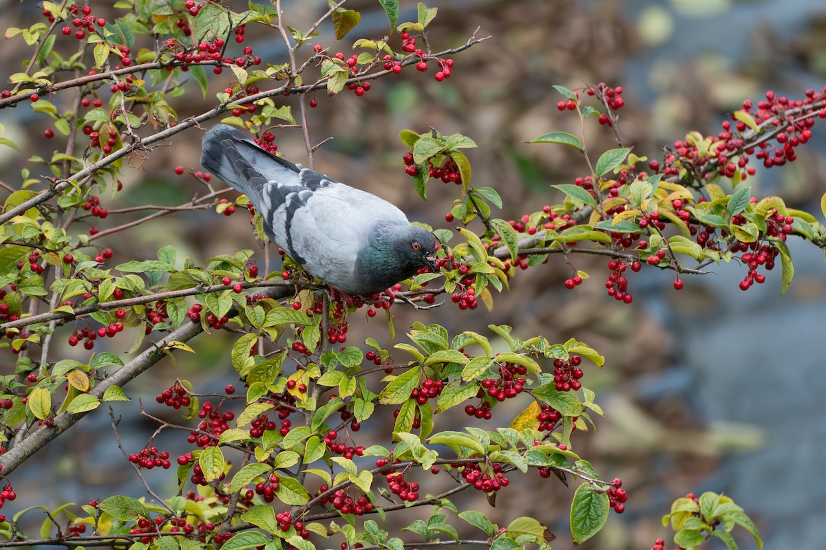 Голуб сизий (міський) - ML646417227