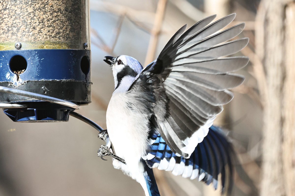 Blue Jay - ML646417228