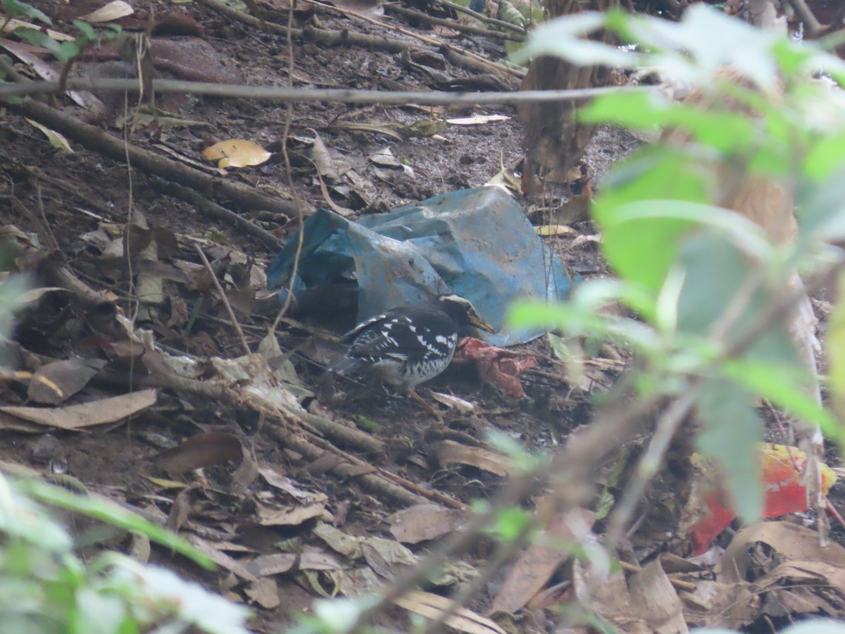 Pied Thrush - ML646417229