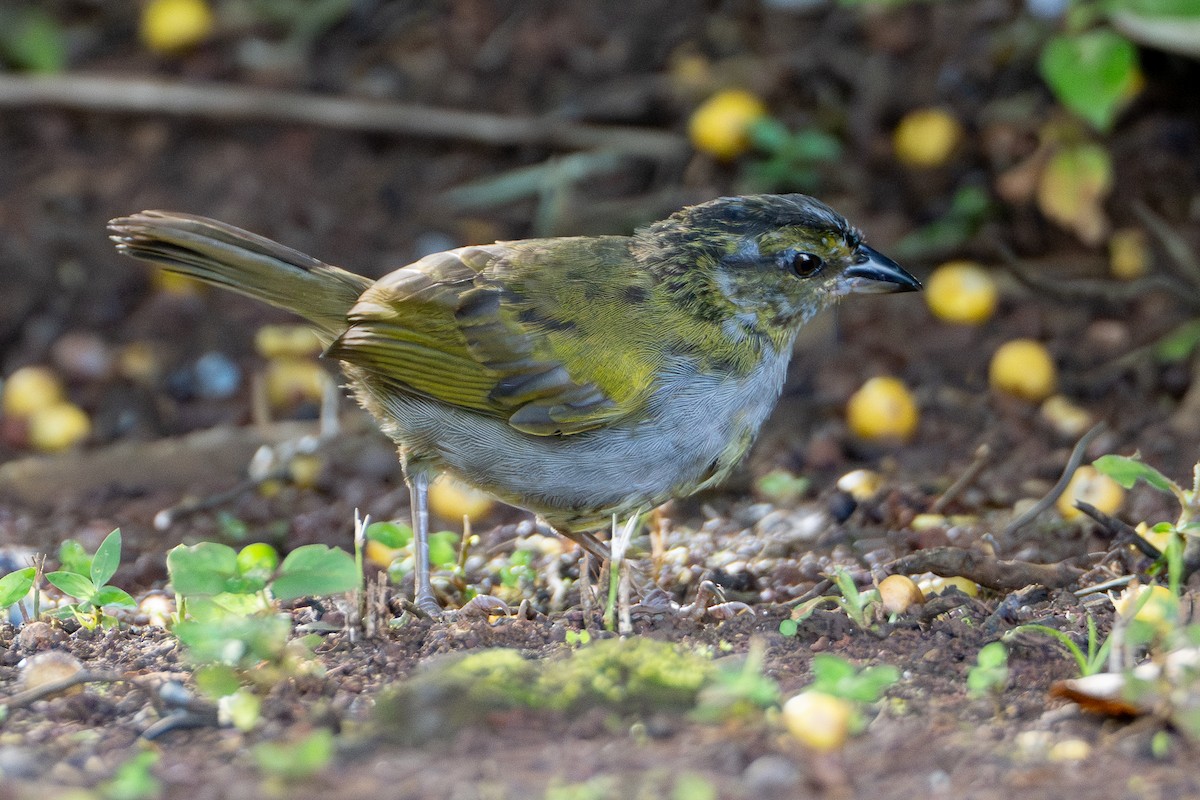 Black-striped Sparrow - ML646417230