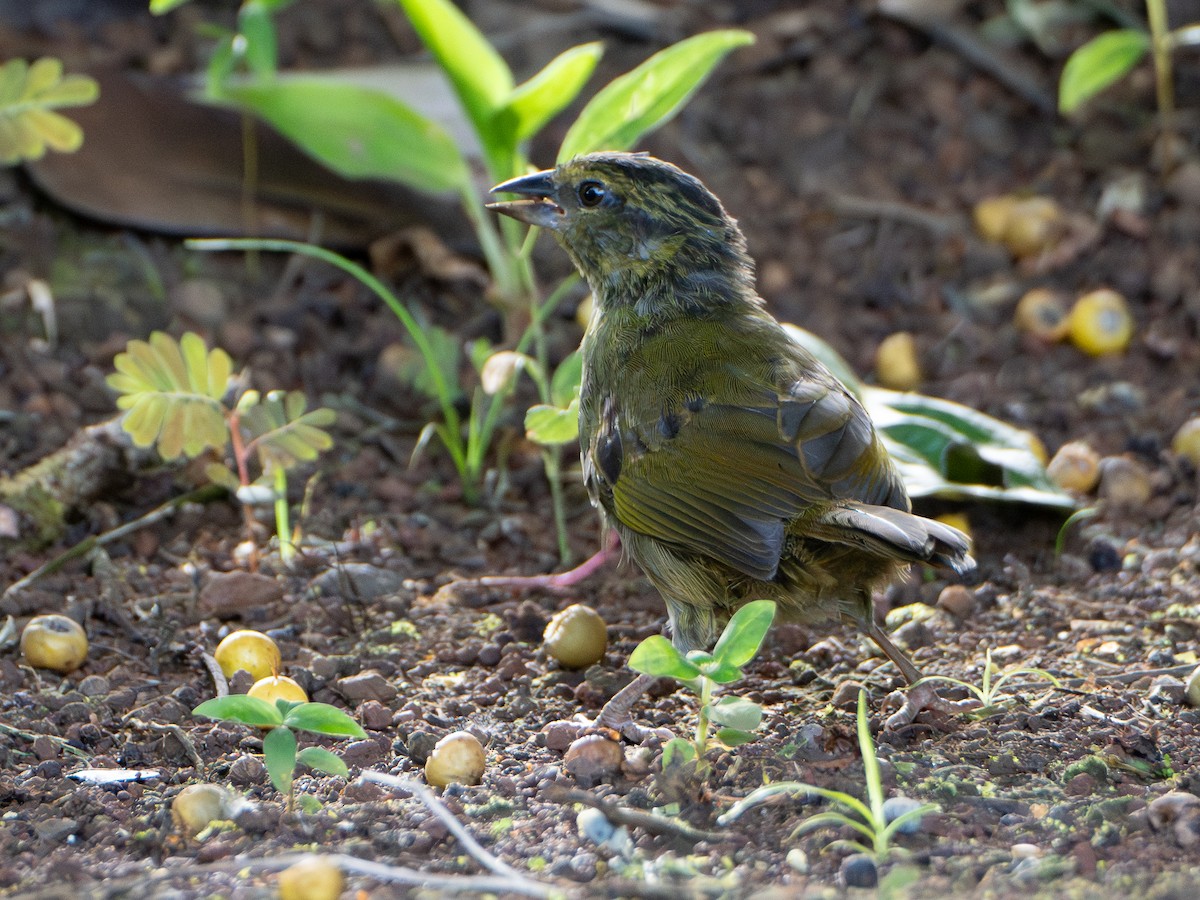 Black-striped Sparrow - ML646417232