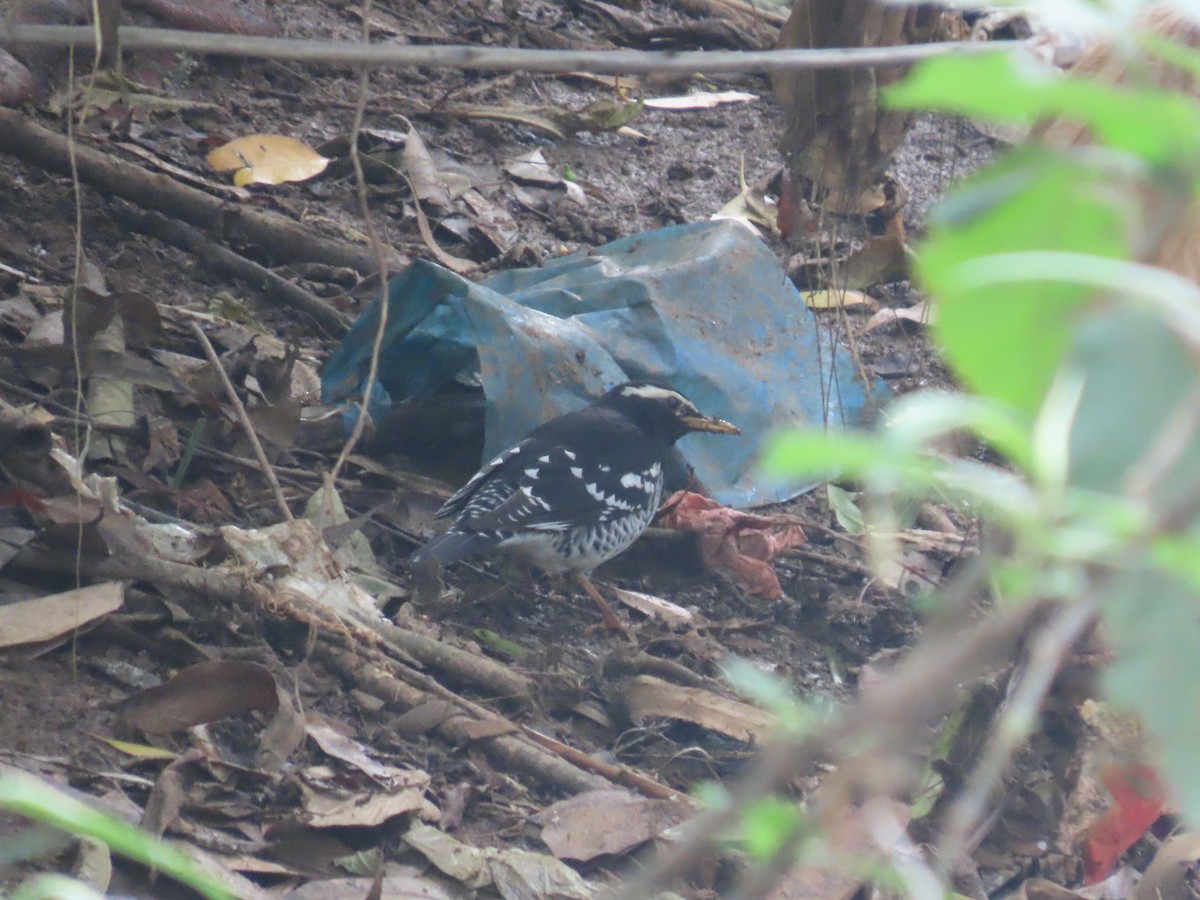 Pied Thrush - ML646417233