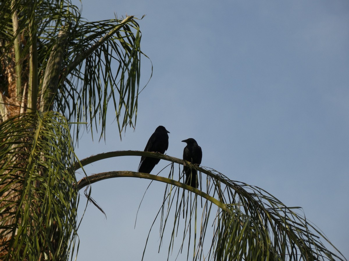 crow sp. - ML646417234