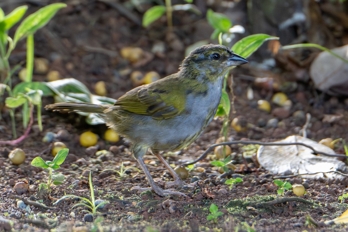 Black-striped Sparrow - ML646417235