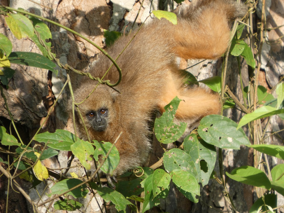 Rio Mayo Titi - ML646417236