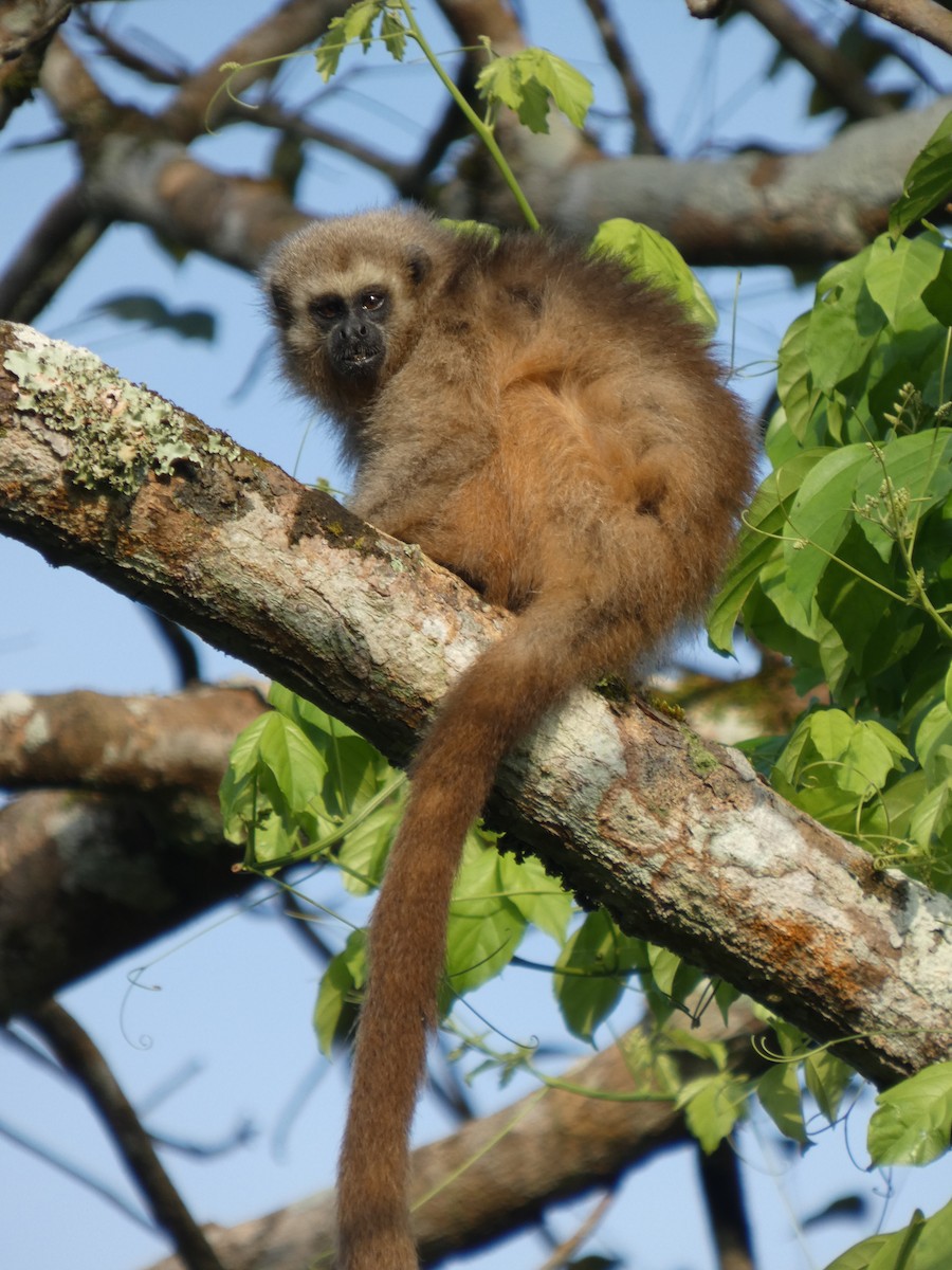 Rio Mayo Titi - ML646417237