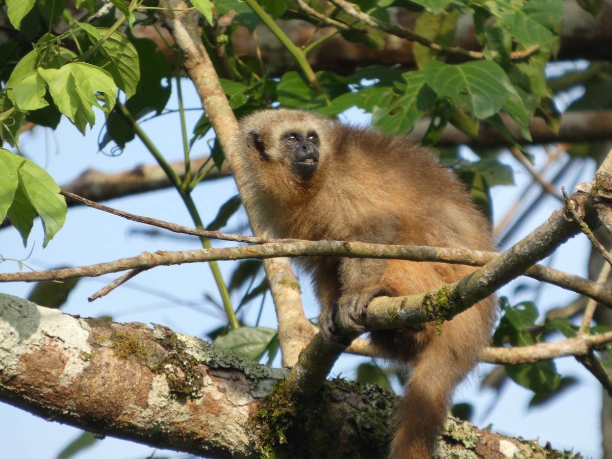 Rio Mayo Titi - ML646417238