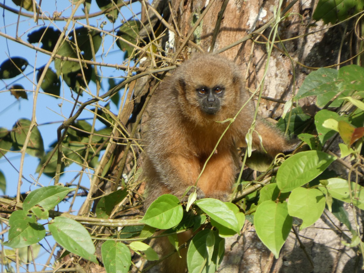 Rio Mayo Titi - ML646417239