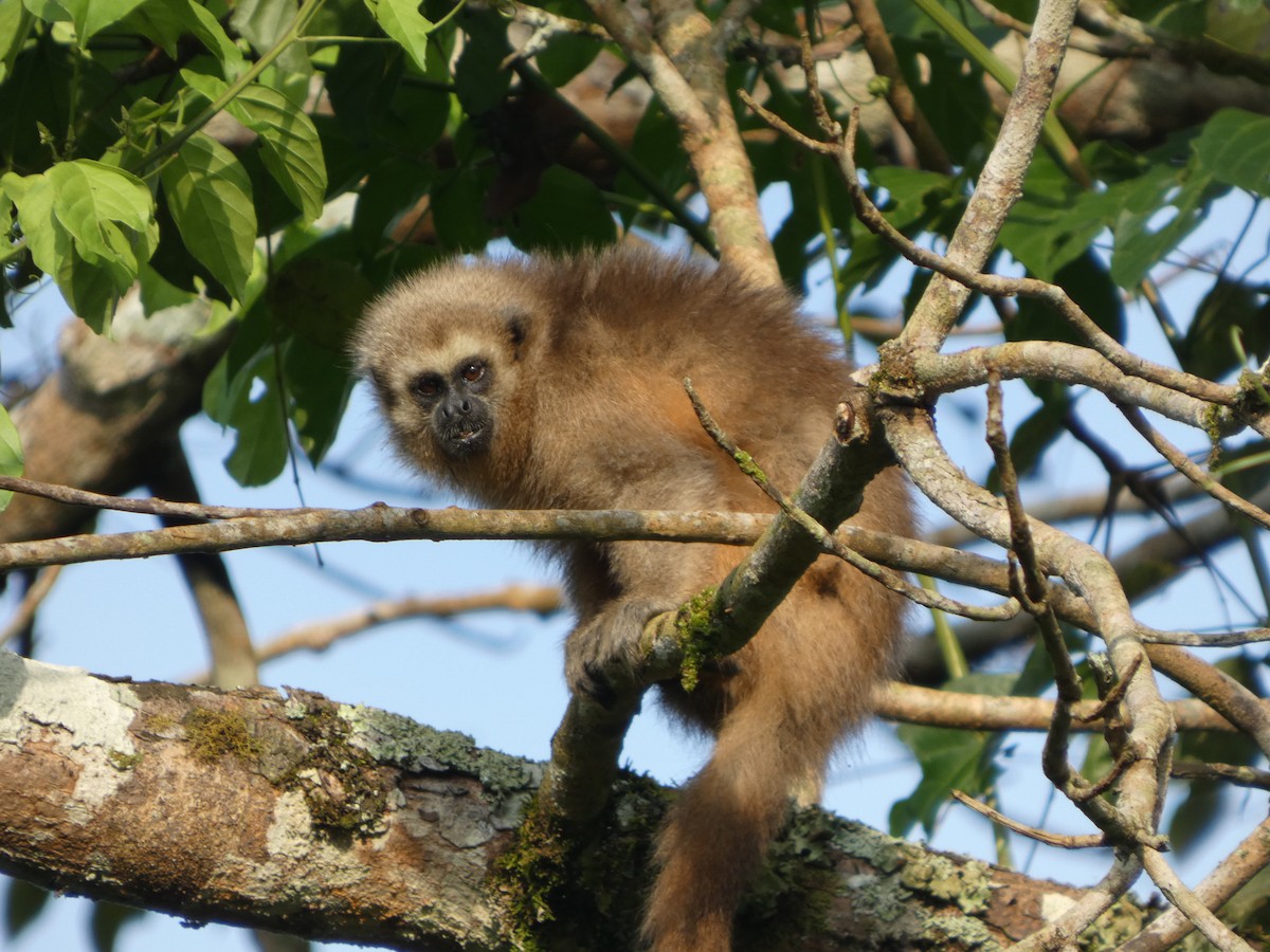 Rio Mayo Titi - ML646417240