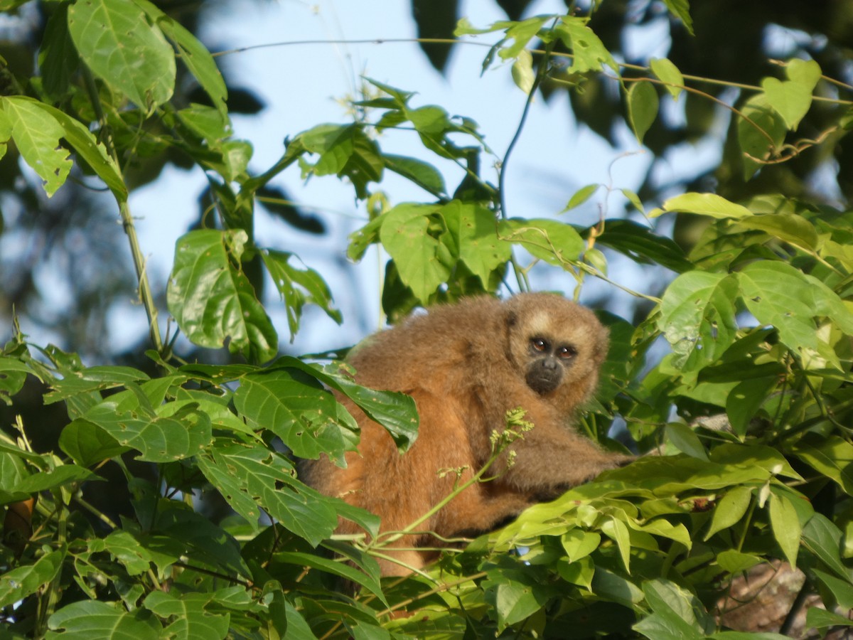 Rio Mayo Titi - ML646417241