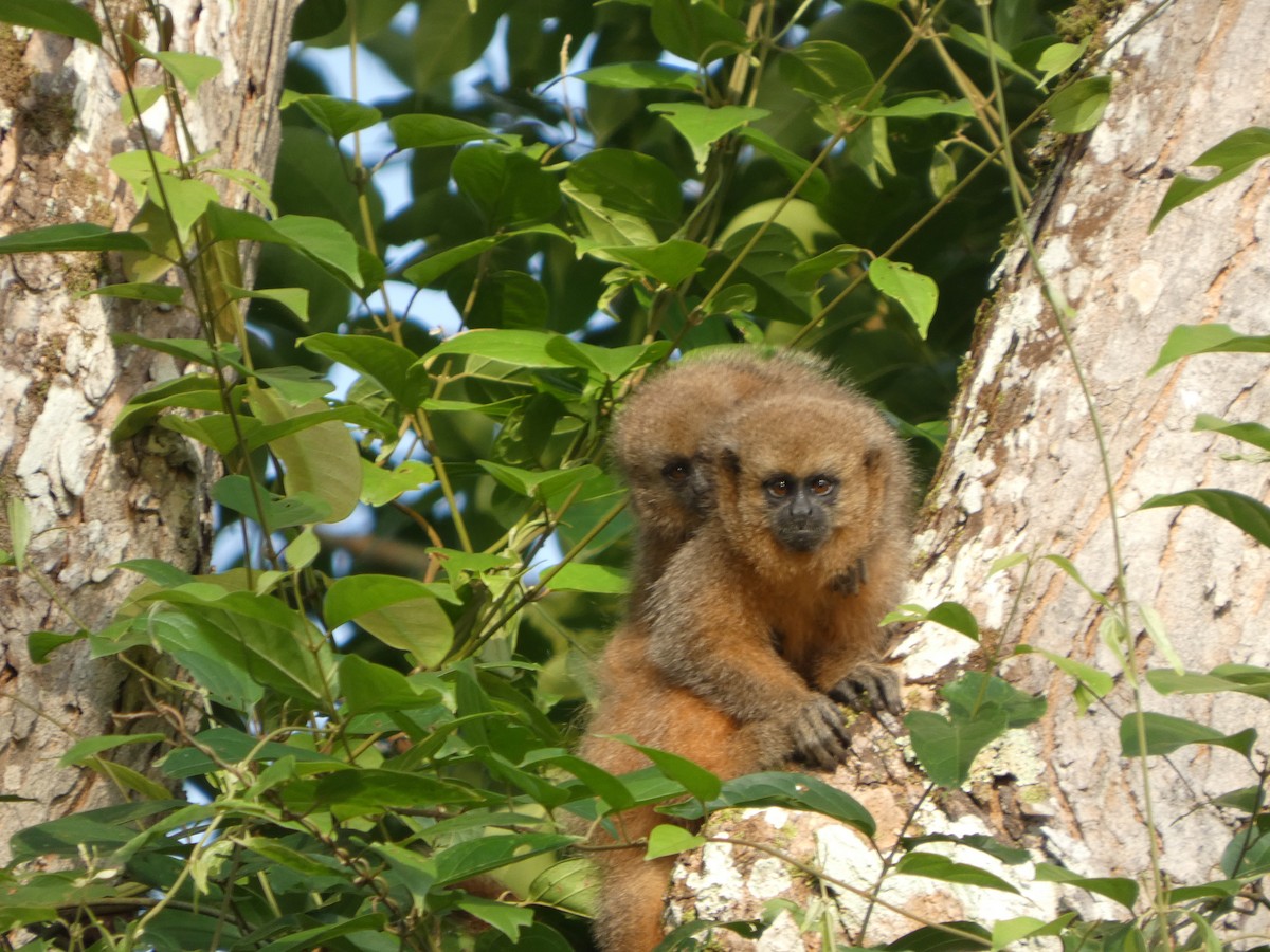 Rio Mayo Titi - ML646417242
