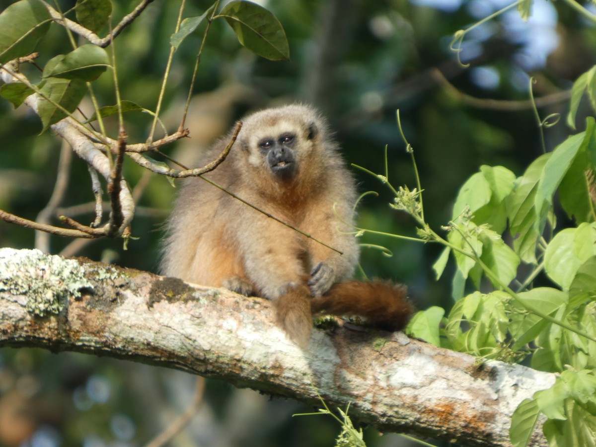 Rio Mayo Titi - ML646417243