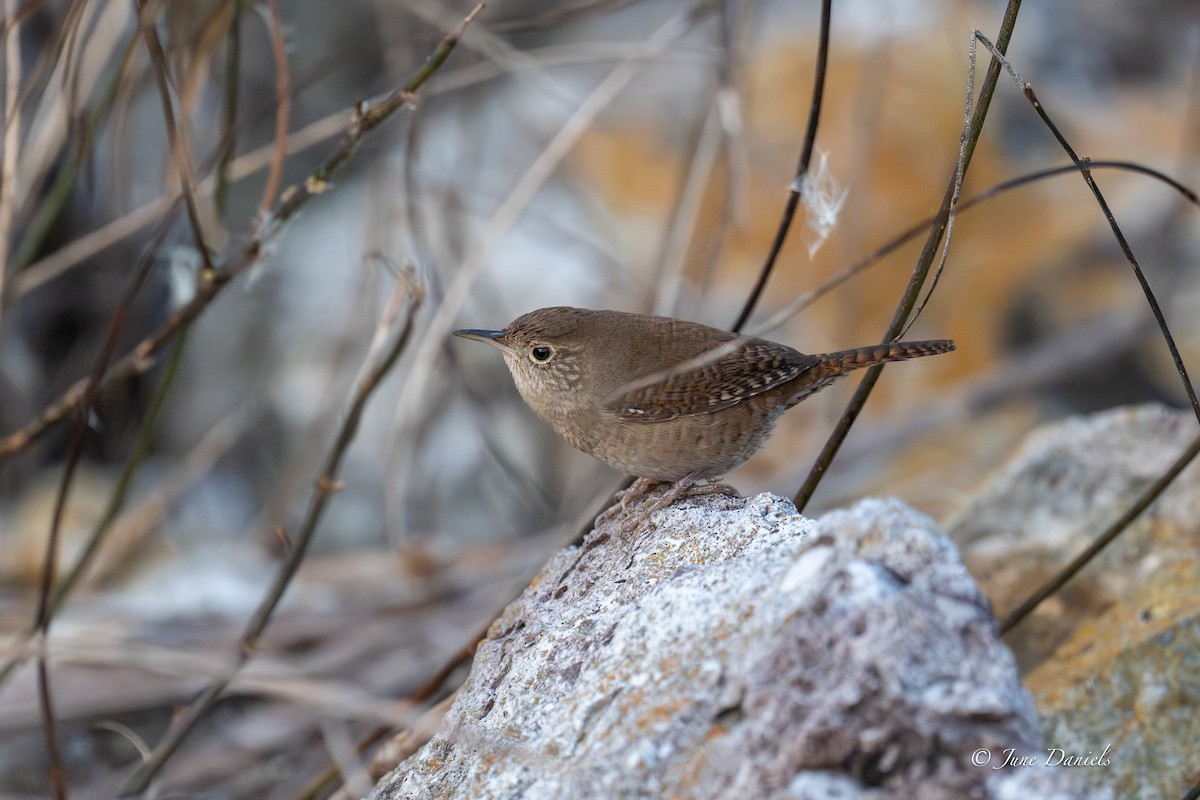 Northern House Wren - ML646417245