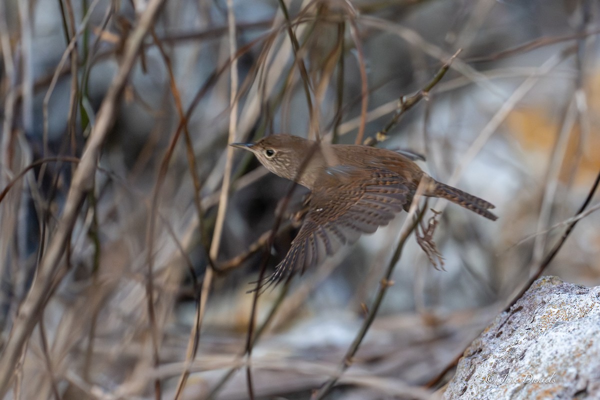 Northern House Wren - ML646417246