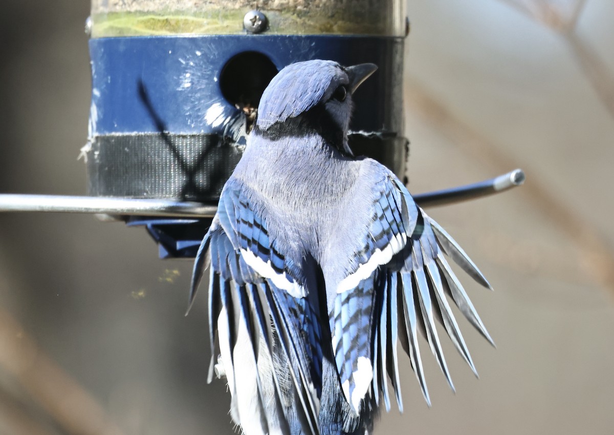 Blue Jay - ML646417250