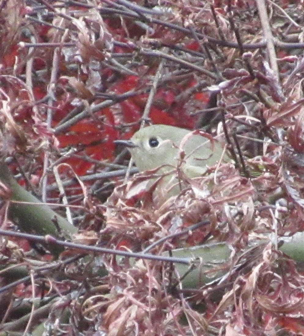 králíček americký - ML646417252