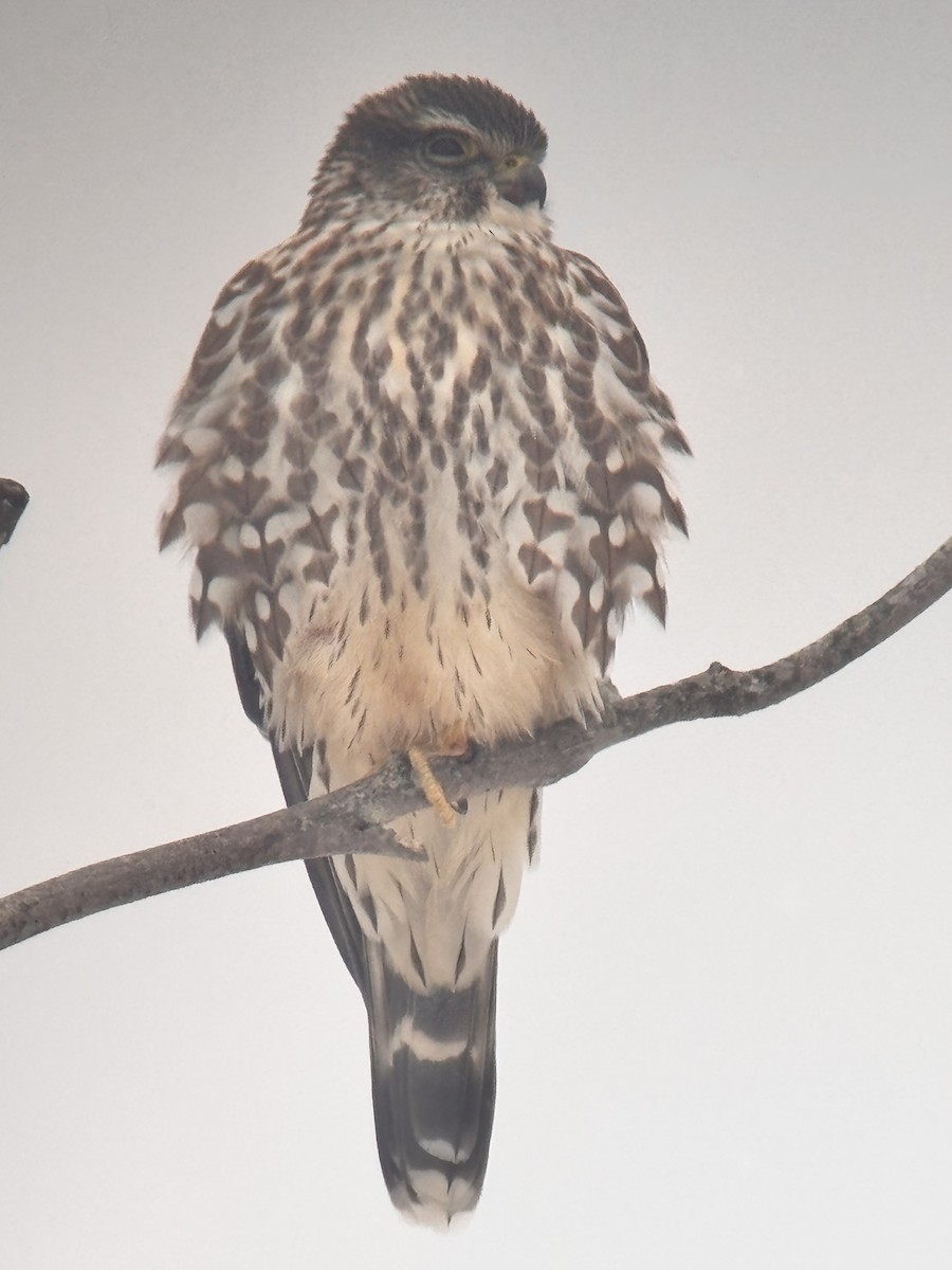 Merlin - ML646417253