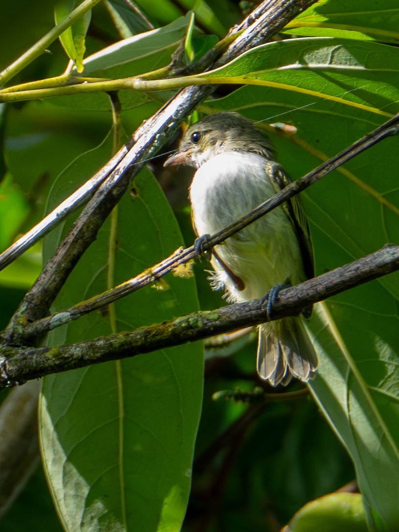 Mistletoe Tyrannulet - ML646417254