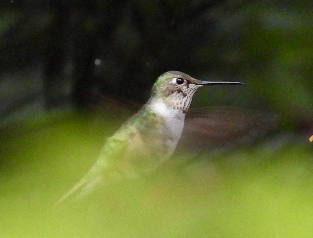 Broad-tailed Hummingbird - ML646417255