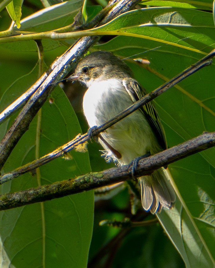 Mistletoe Tyrannulet - ML646417256