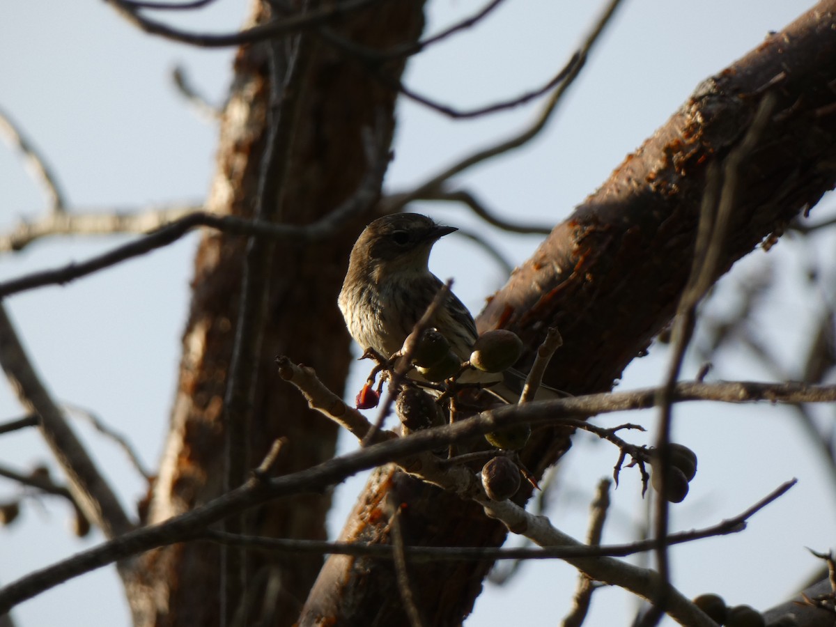 Yellow-rumped Warbler - ML646417257
