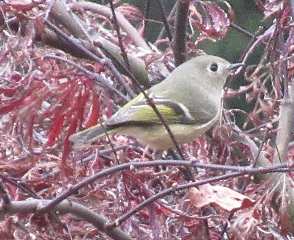 králíček americký - ML646417260