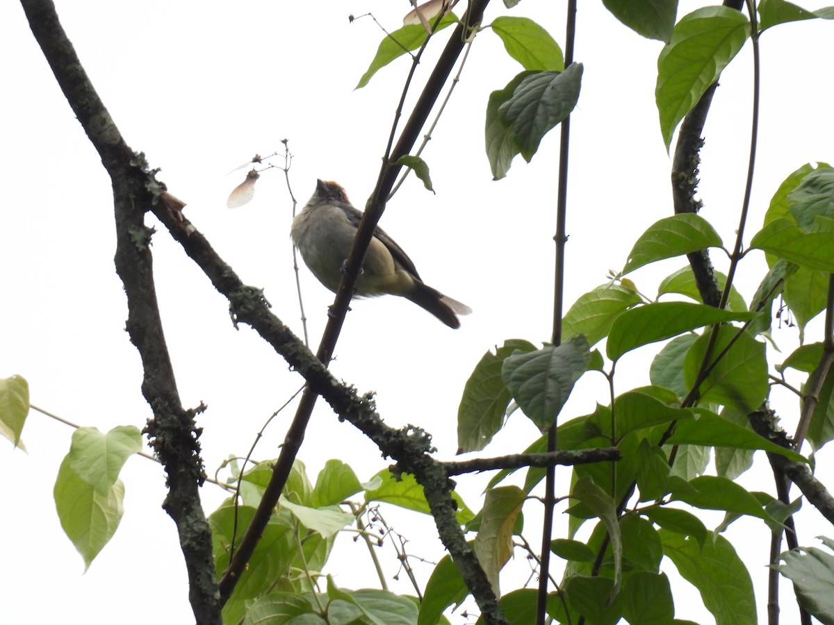 Scrub Tanager - ML646417261