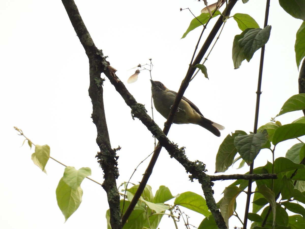 Scrub Tanager - ML646417262