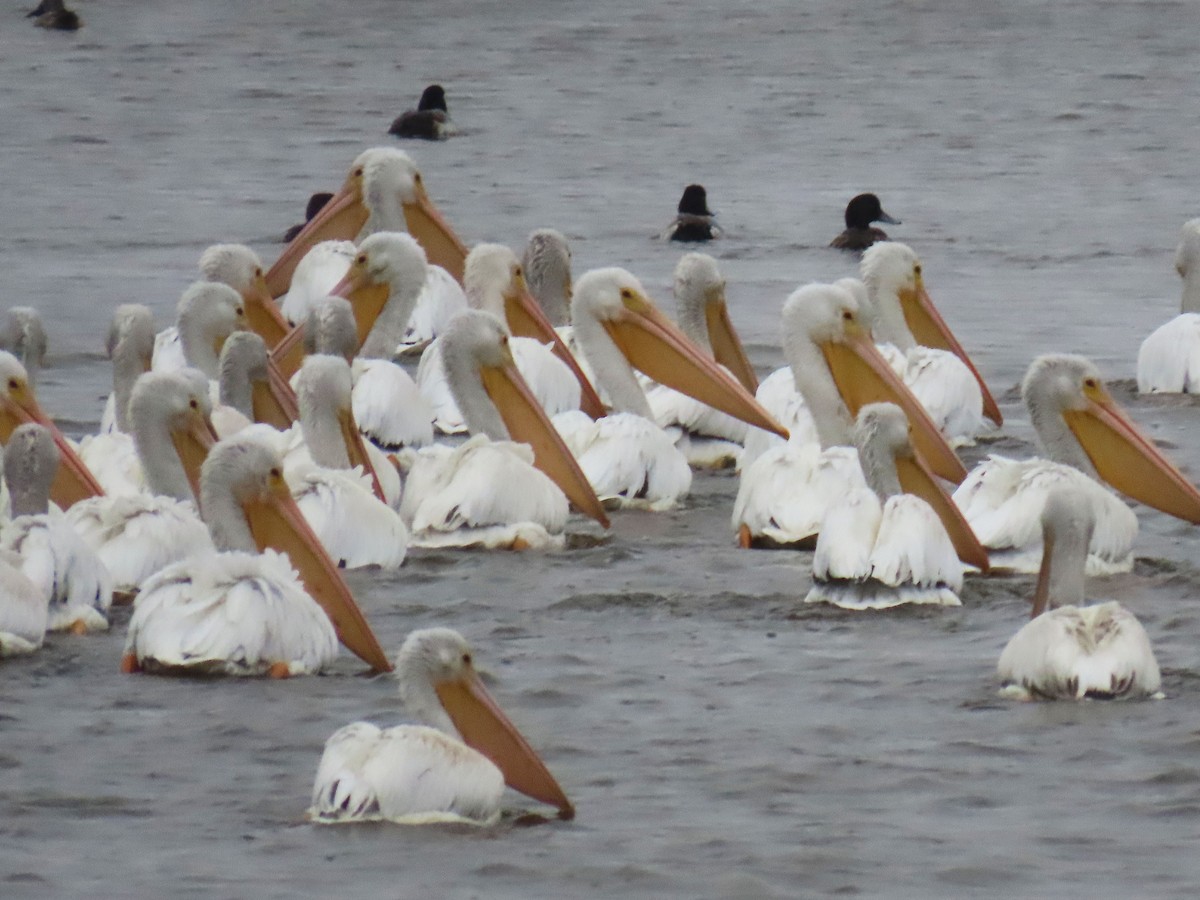 American White Pelican - ML646417263