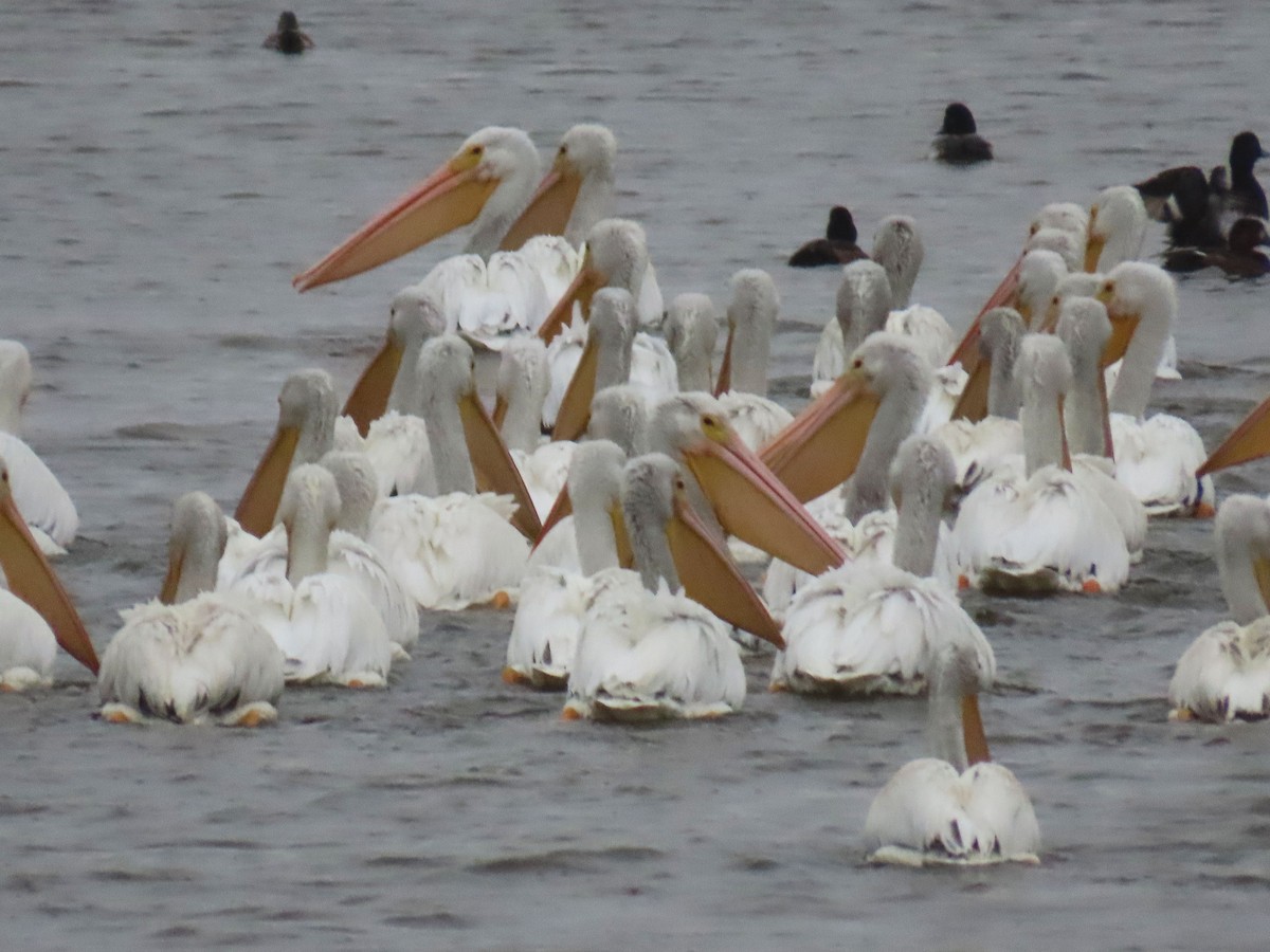 American White Pelican - ML646417264