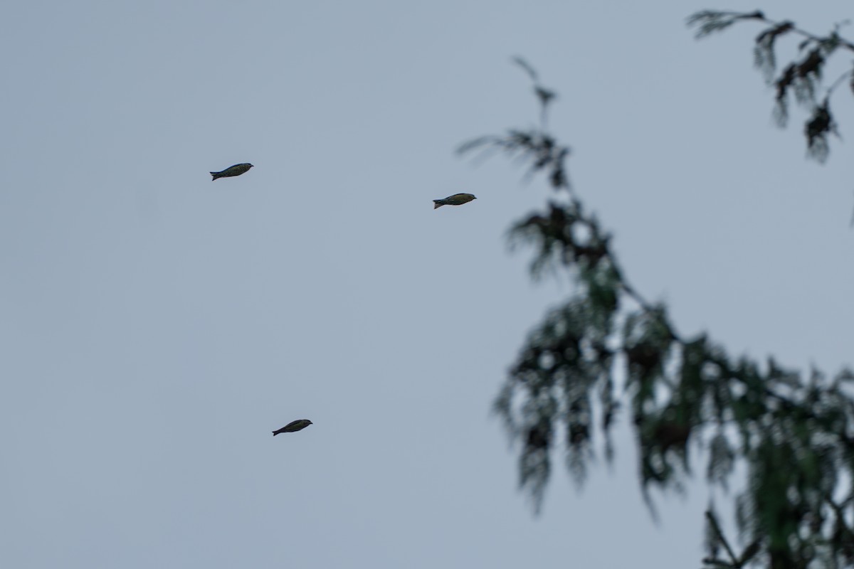 Шишкар sp. - ML646417265