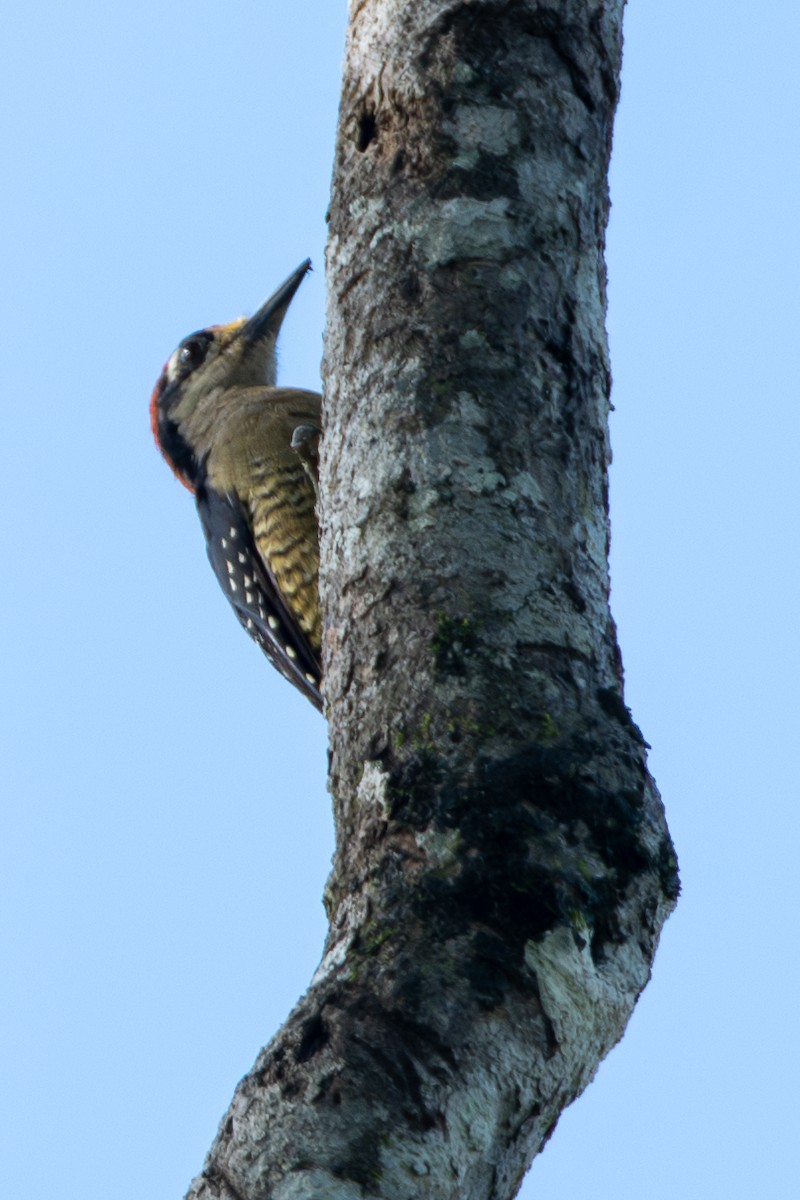 Black-cheeked Woodpecker - ML646417266