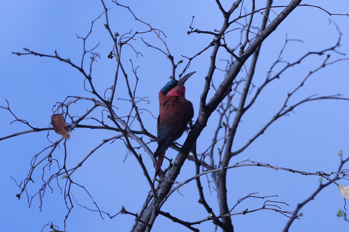 Southern Carmine Bee-eater - ML646417267