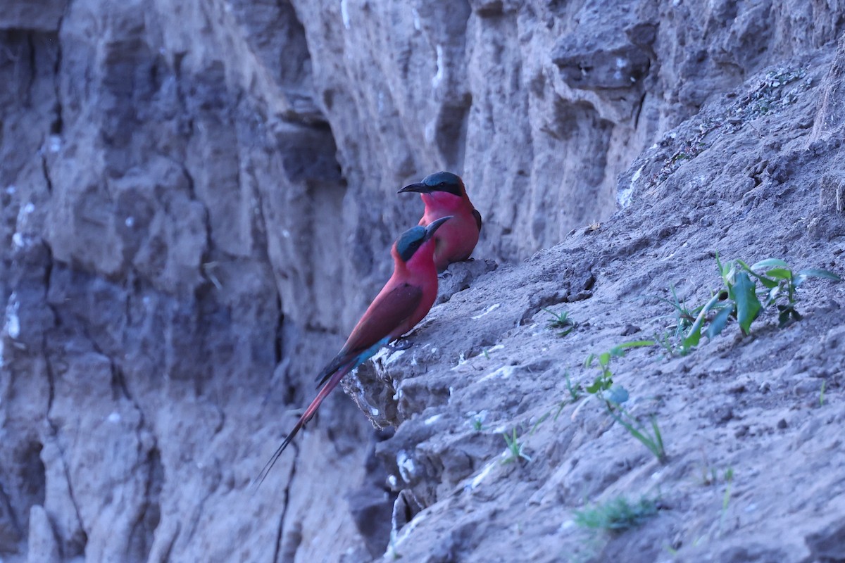 Southern Carmine Bee-eater - ML646417268