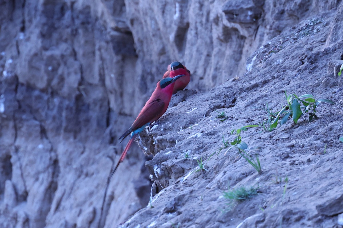 Southern Carmine Bee-eater - ML646417269
