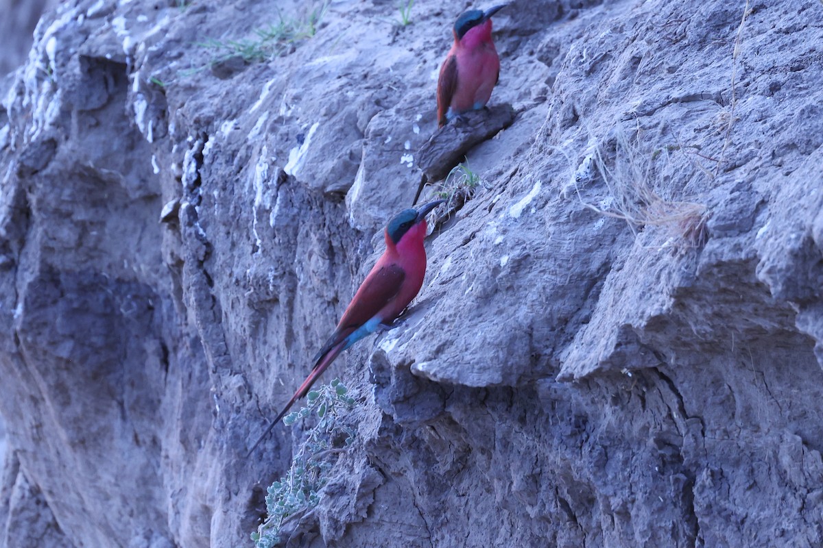 Southern Carmine Bee-eater - ML646417270