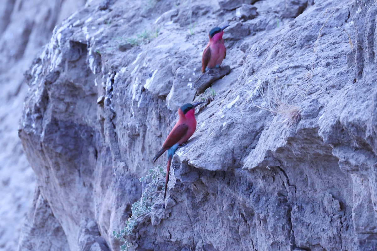 Southern Carmine Bee-eater - ML646417271