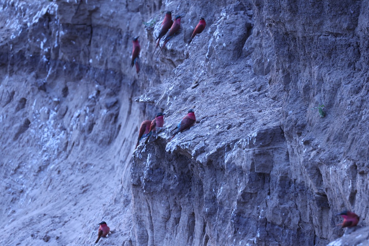 Southern Carmine Bee-eater - ML646417272