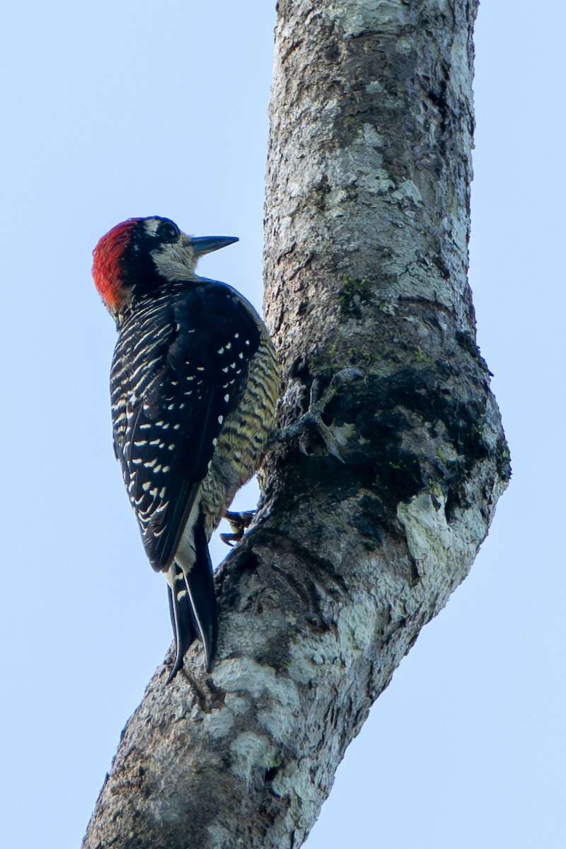 Black-cheeked Woodpecker - ML646417273