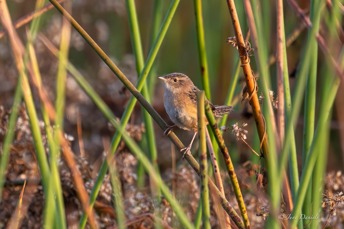Sedge Wren - ML646417274