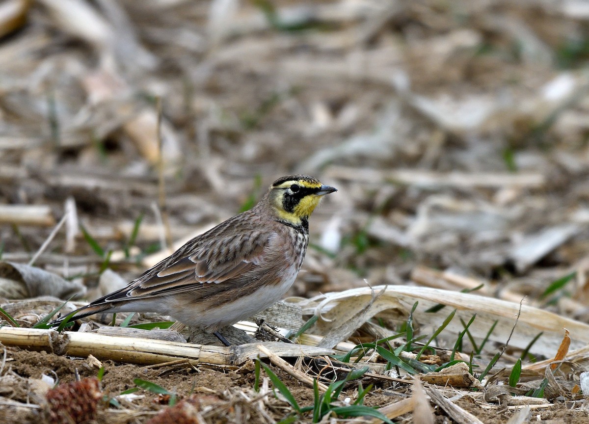 Horned Lark - ML646417275