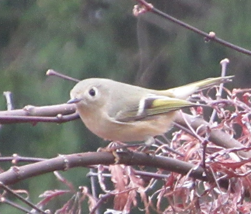 králíček americký - ML646417277