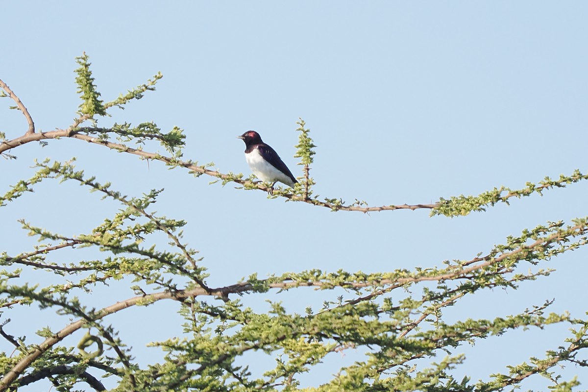 זרזיר סגול - ML646417279