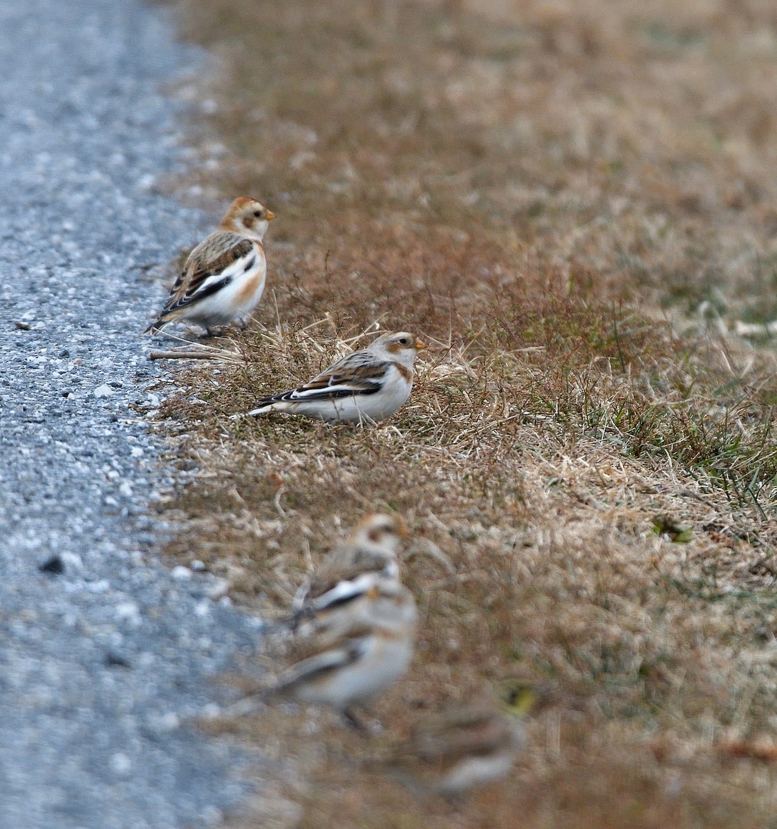 Snow Bunting - ML646417280