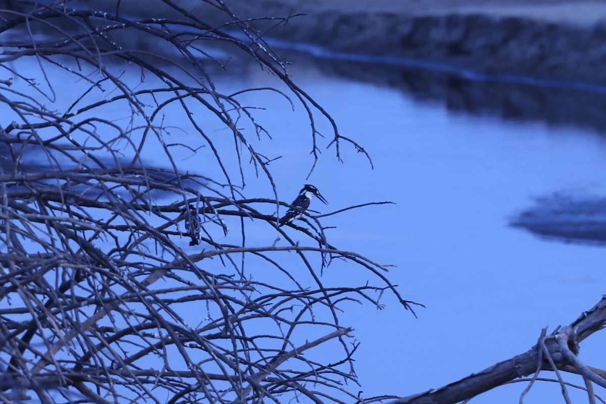 Pied Kingfisher - ML646417283