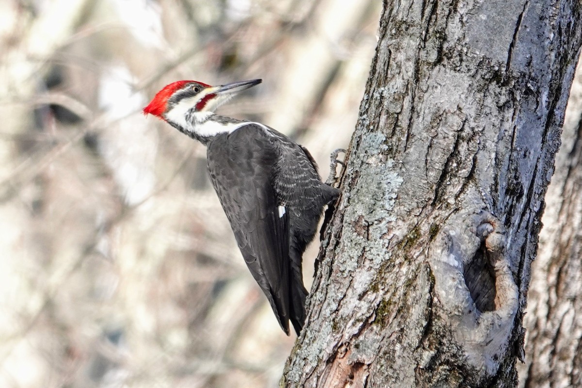 Pileated Woodpecker - ML646417284